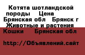 Котята шотландской породы. › Цена ­ 3 000 - Брянская обл., Брянск г. Животные и растения » Кошки   . Брянская обл.